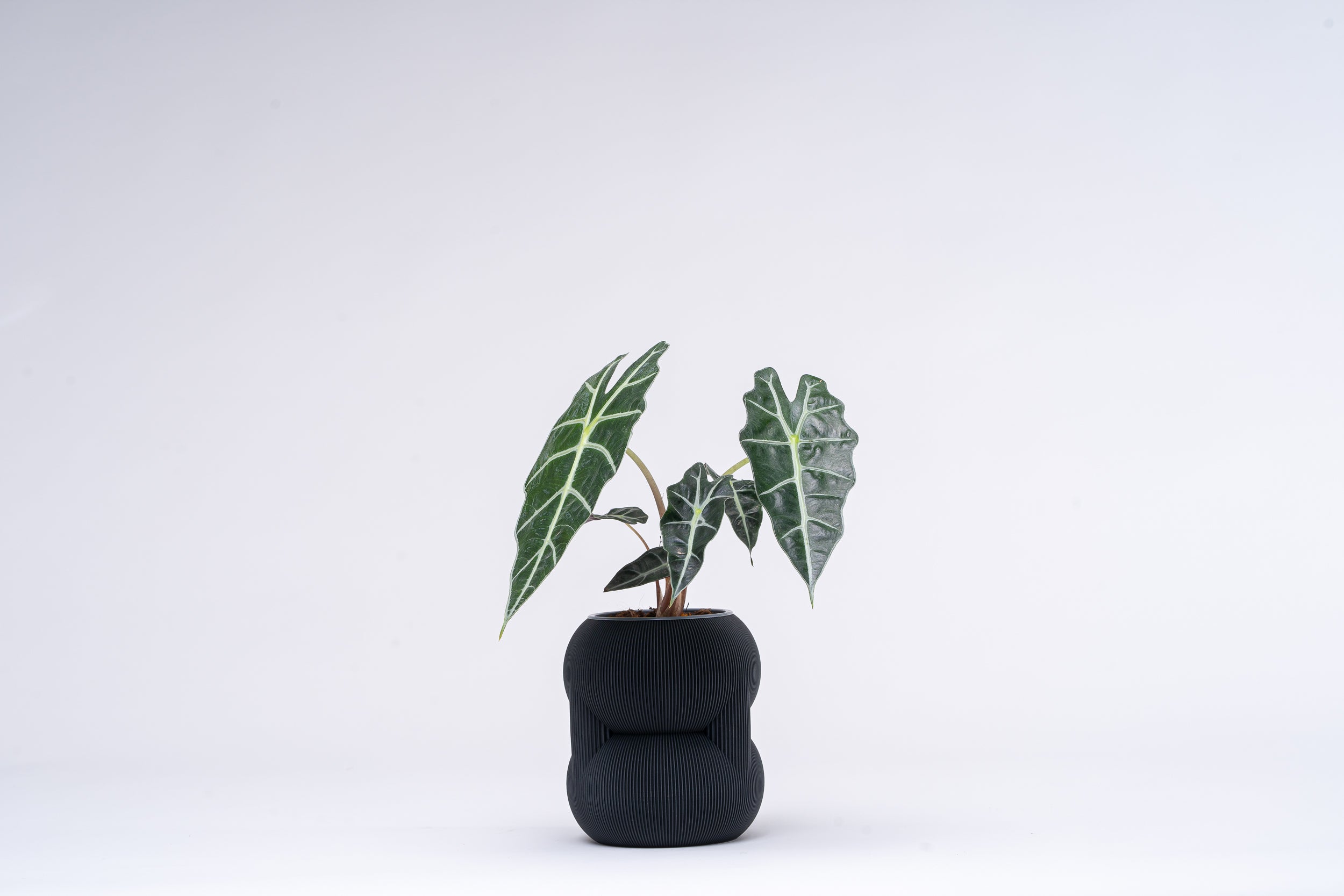 83 Vase